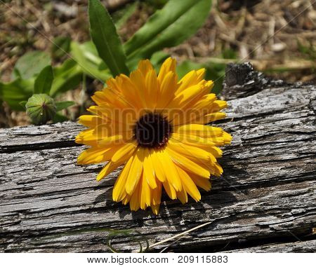 Common Marigold In Garden Bed