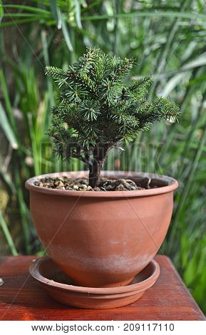 Green small spruce bonsai tree with pot in the garden