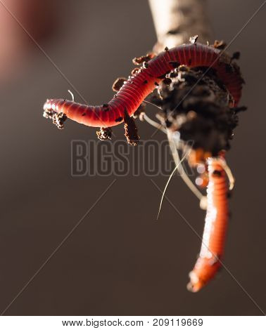 worm on a stick. close-up . In the park in nature