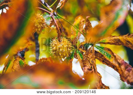 horse chestnut buckeye conker outside on the ground