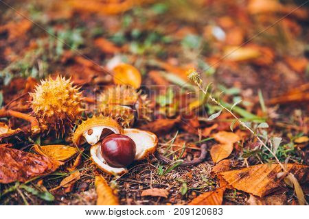 horse chestnut buckeye conker outside on the ground