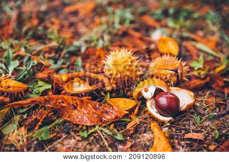 horse chestnut buckeye conker outside on the ground
