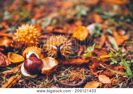 horse chestnut buckeye conker outside on the ground