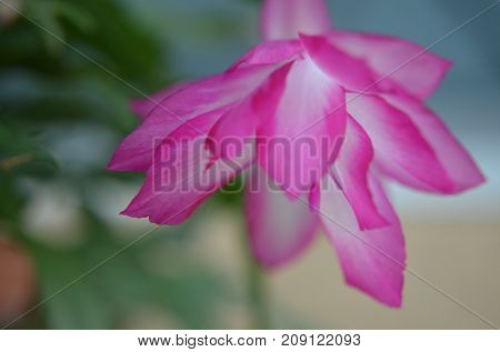 Pink Christmas Cactus in Bloom with Green Background