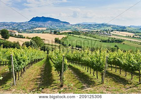 vineyard with monte titano of san marino background
