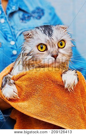 Frightened Cat After Wash In Bathroom