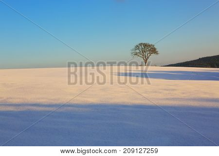 Snowy winter Christmas Landscape.Winter tree on the field.