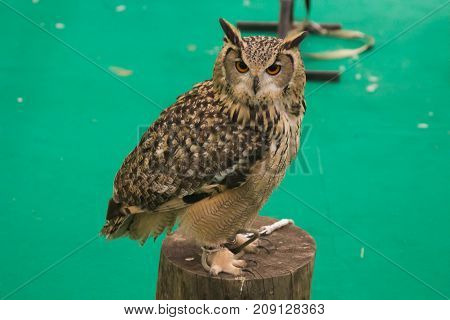 Portrait of beautiful Eurasian eagle owl standing in the trunk