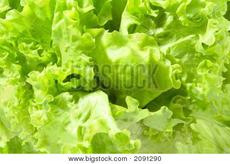 Groene sla