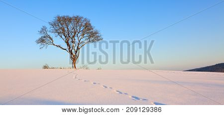 Snowy winter Christmas Landscape.Winter sunset over the snow-covered tree.