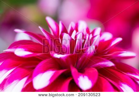 Petals of colorful flower dahlia macro selective focus on blurred background. Flower background