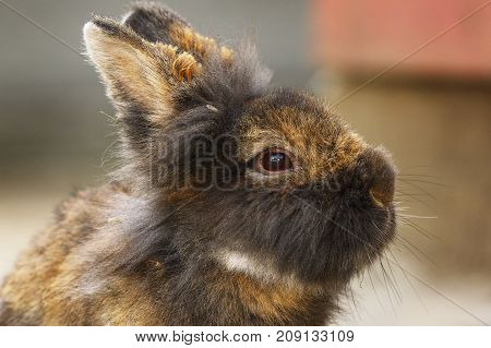 cute small rabbit portrait brown domestic young animal