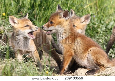 family of young red foxes playing near the burrow ( Vulpes )
