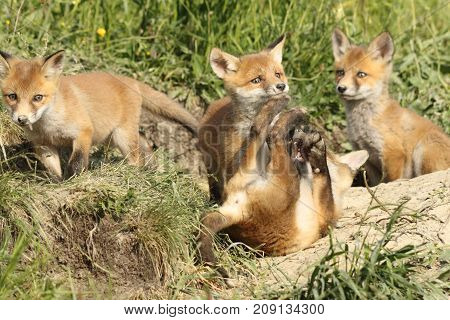 playful red fox cubs in the wild ( young Vulpes near the burrow )