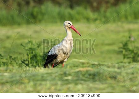 white stork foraging for food in the green field ( Ciconia )