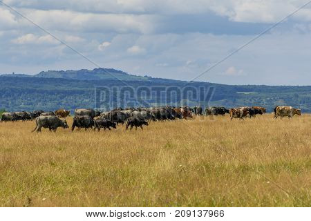 Group of buffaloes and cows on the green field. Romania landscape with farmland and grazing cows and buffaloes. .Buffaloe and cows on the pasture