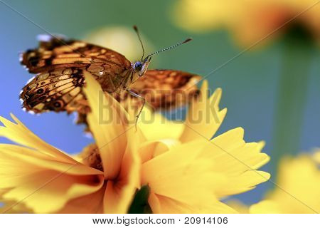 Borboleta grande fritillary spangled