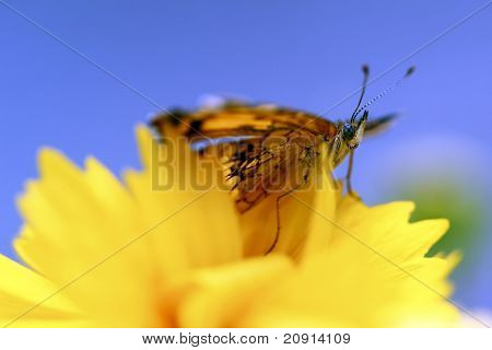 Borboleta grande fritillary spangled