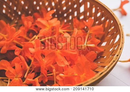 Closeup of vibrant orange crossandra flowers also known as Aboli flowers in India, over white or black background, selective focus