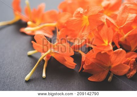 Closeup of vibrant orange crossandra flowers also known as Aboli flowers in India, over white or black background, selective focus
