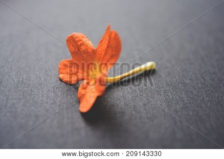 Closeup of vibrant orange crossandra flowers also known as Aboli flowers in India, over white or black background, selective focus