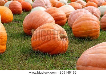 Ripe Pumpkins in a Field. Halloween, fall