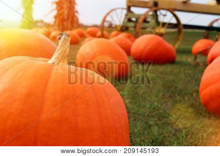 Ripe Pumpkins in a Field. Halloween, fall