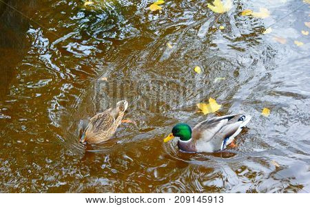 Autumn Evening and Ducks in the Middle Nevka in St. Petersburg