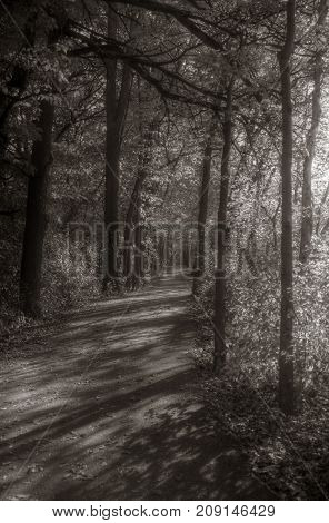 A country trail through fall folliage with sunlight.
