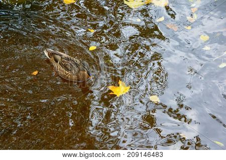 Autumn Evening and Ducks in the Middle Nevka in St. Petersburg