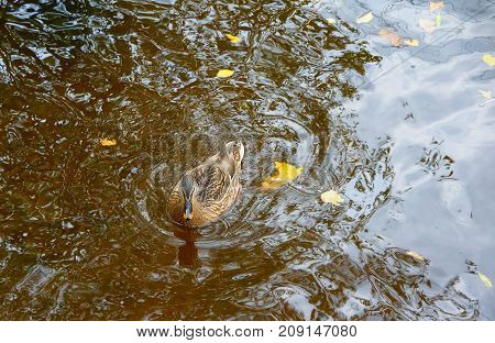 Autumn Evening and Ducks in the Middle Nevka in St. Petersburg