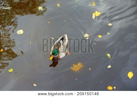Autumn Evening and Ducks in the Middle Nevka in St. Petersburg
