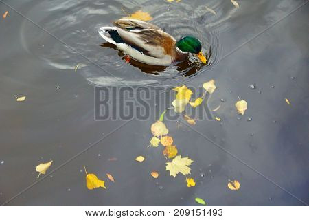 Autumn Evening and Ducks in the Middle Nevka in St. Petersburg