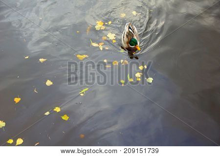 Autumn Evening and Ducks in the Middle Nevka in St. Petersburg
