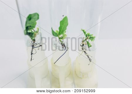 Close-up view to microplants of cloned oak with in test tubes with nutrient medium Micropropagation technology in vitro