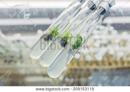 Close-up view to microplants of cloned oak with  in test with tubes nutrient medium on the glass table. Micropropagation technology in vitro