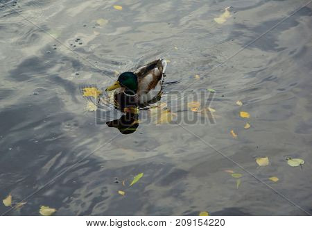 Autumn Evening and Ducks in the Middle Nevka in St. Petersburg