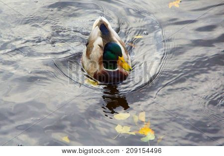 Autumn Evening and Ducks in the Middle Nevka in St. Petersburg