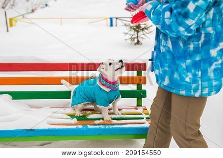 Jack Russell Terrier. Dog playing in winter park. Pet concept.