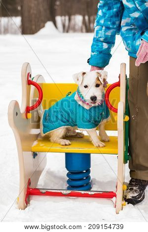 Jack Russell Terrier. Dog playing in winter park. Pet concept.
