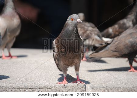 The Pigeon stands alert waiting for a bit of anything to hit the ground.