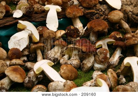 Cogumelos