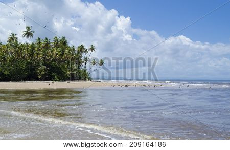 Black Vultures over the coconut trees and Brown Pelicans on the beach at Point Radix East Coast Trinidad.