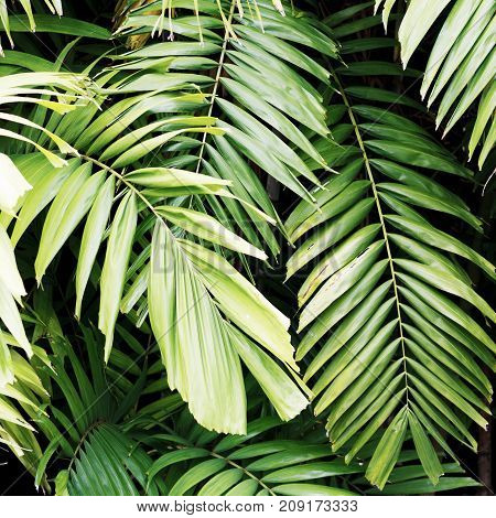 Minimal Style. Minimalist Fashion Photography. Tropical Leaves