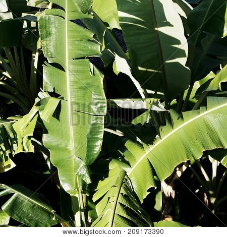 Minimal Style. Minimalist Fashion Photography. Tropical Leaves