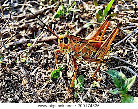 Two Grasshoppers Mating On The Grass