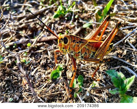 Two Grasshoppers Mating On The Grass