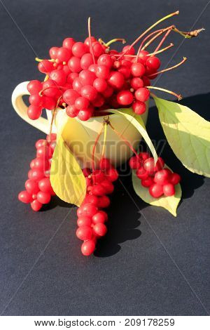 branches of red schizandra and leaves in the cup on the dark background. Harvest of schizandra