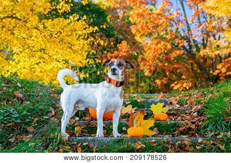 Young Jack Russell Terrier Dog Near A Pumpkin Stay On Stairs