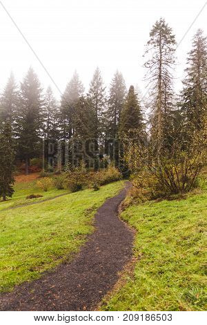 Walking Path In Foggy Forest Park